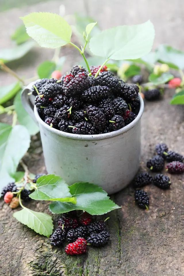 桑葚泡酒的方法_泡酒桑葚方法竅門_泡酒桑葚方法視頻