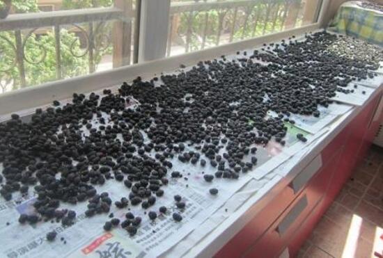 桑葚酒的制作方法_桑葚酒制作方法視頻_桑葚制作酒方法和配方