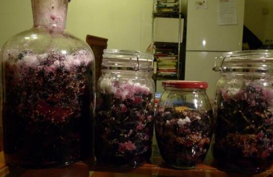 桑葚酒的制作方法_桑葚酒制作方法視頻_桑葚制作酒方法和配方