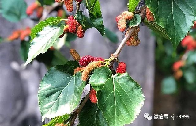 桑葚熟了，泡酒正當時，滋補又好喝，配方和