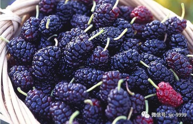 泡桑葚酒的做法配方_泡桑葚酒功效與作用_泡桑葚酒的步驟