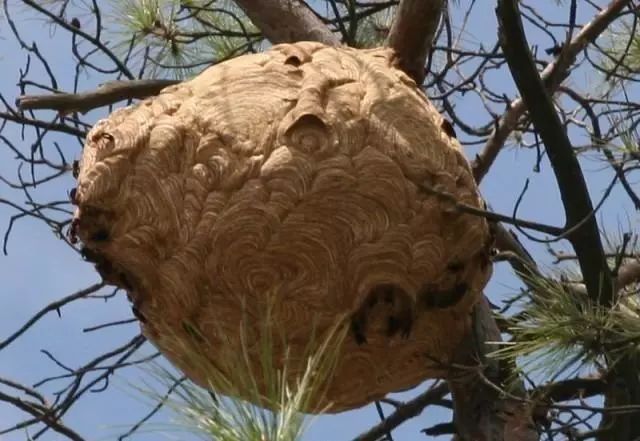 虎頭蜂泡白酒_虎頭蜂泡酒有什么功效_虎頭蜂泡酒是喝還是擦