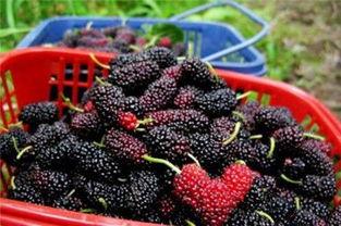 發(fā)酵桑葚酒的做法_桑葚酒自然發(fā)酵做法_發(fā)酵做法桑葚酒自然發(fā)酵多久