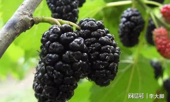 桑葚用來泡酒最好了，比葡萄酒好百倍，早晚