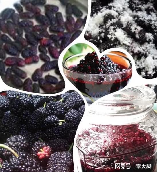新鮮桑葚泡酒的方法和配比_泡酒用新鮮桑葚還是桑葚干_泡酒的桑葚怎么吃