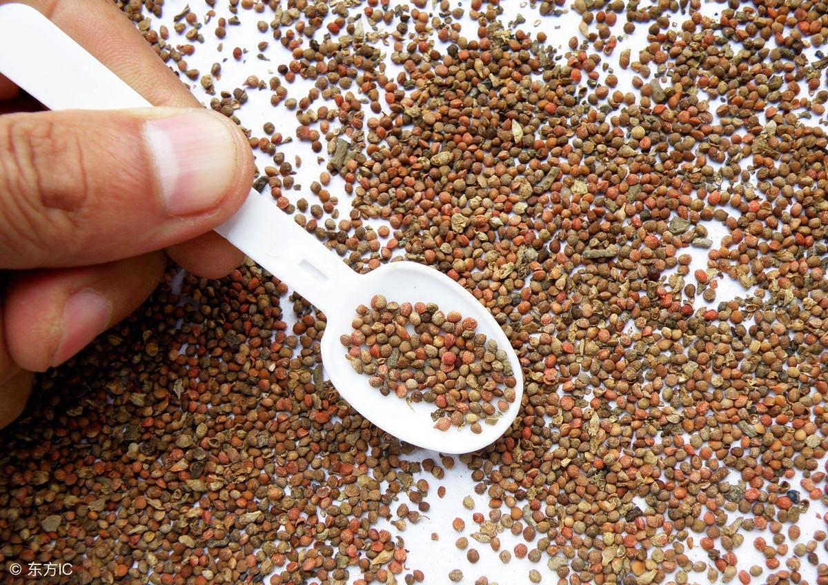 泡酒配方杜仲最佳是什么顏色_杜仲泡酒加什么藥方最好_杜仲泡酒的最佳配方是