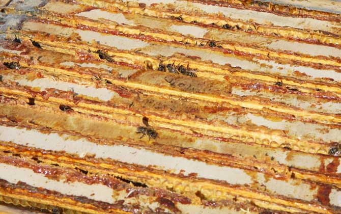 蜂膠泡酒的功效與作用_泡酒功效作用蜂膠怎么用_泡酒功效作用蜂膠怎么吃