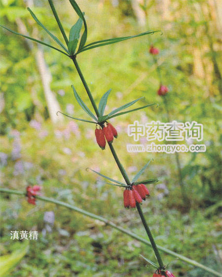 酒黃精的功效_酒黃精的功效_酒黃精的功效