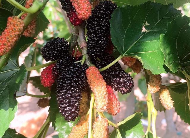 白酒泡干桑葚酒的做法竅門_白酒泡干桑葚怎么泡_一斤桑葚干泡多少白酒