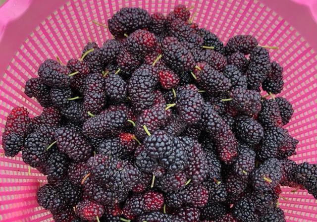 白酒泡干桑葚怎么泡_一斤桑葚干泡多少白酒_白酒泡干桑葚酒的做法竅門