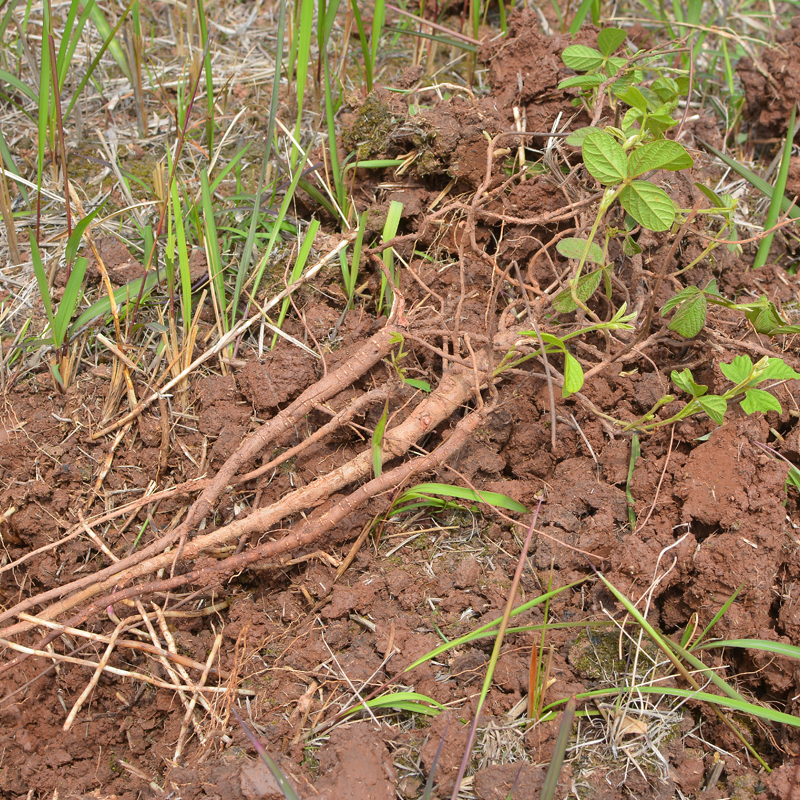 馬蜂藥酒有什么功效_馬蜂酒的藥用功效_馬蜂酒有什么功效和好處