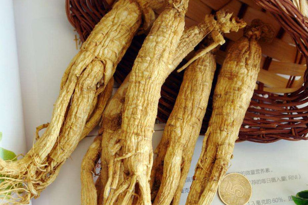 藏紅花加人參泡酒，藏紅花人參泡酒的功效