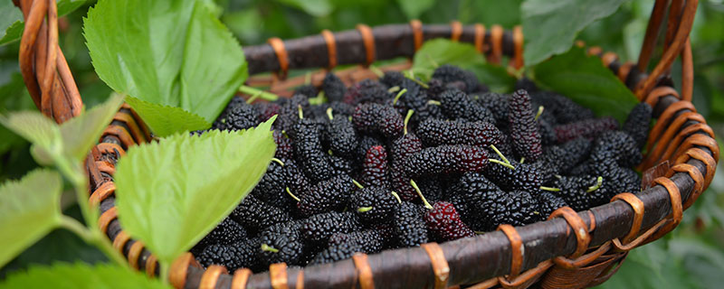 桑葚酒的藥用價值_桑葚酒的作用與功效_桑葚酒的藥用