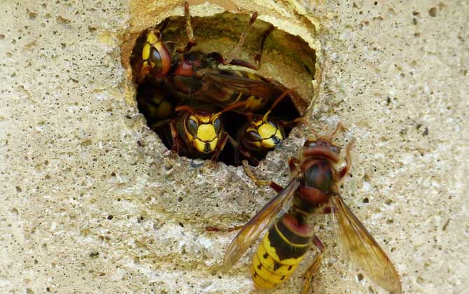 蜂酒的功效與作用_蜂酒的功效_蜂類泡酒的功效與作用