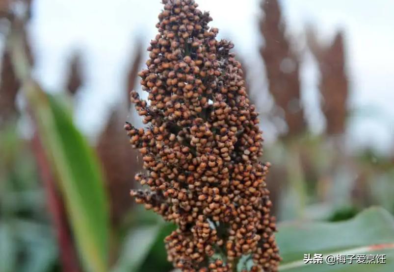 遼寧最出名白酒_遼寧的白酒品牌_遼寧省白酒品牌